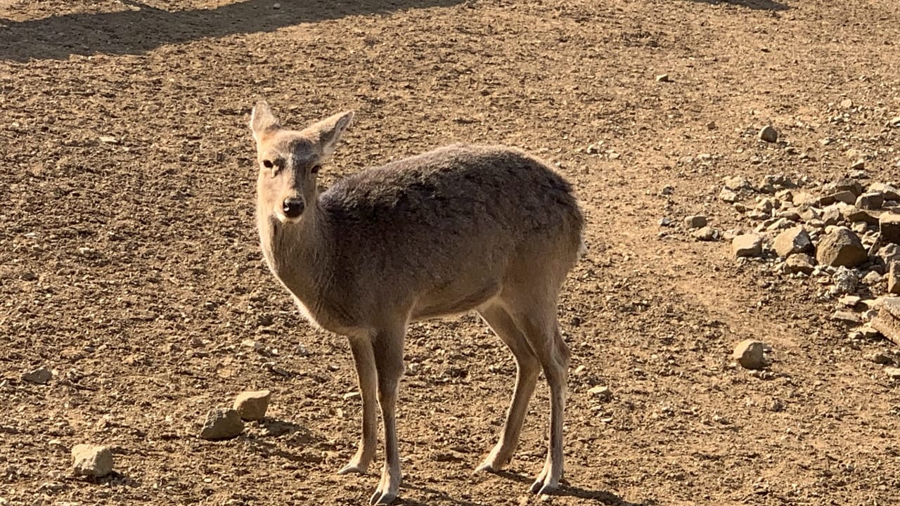 茂呂山公園の鹿です。