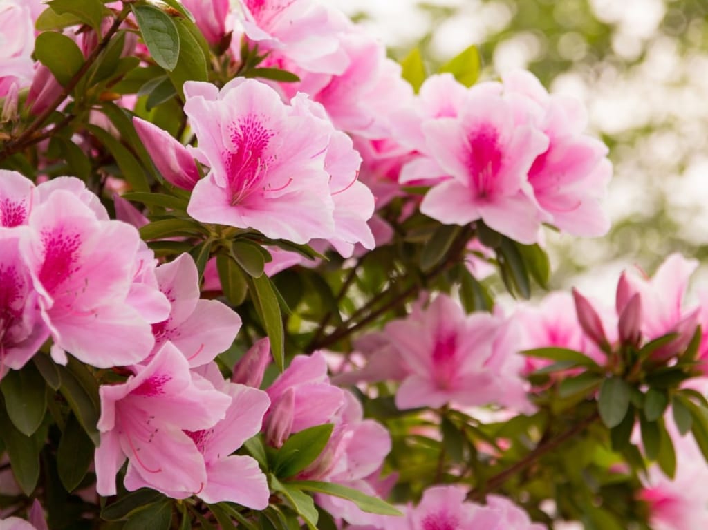 足利市の花、つつじ