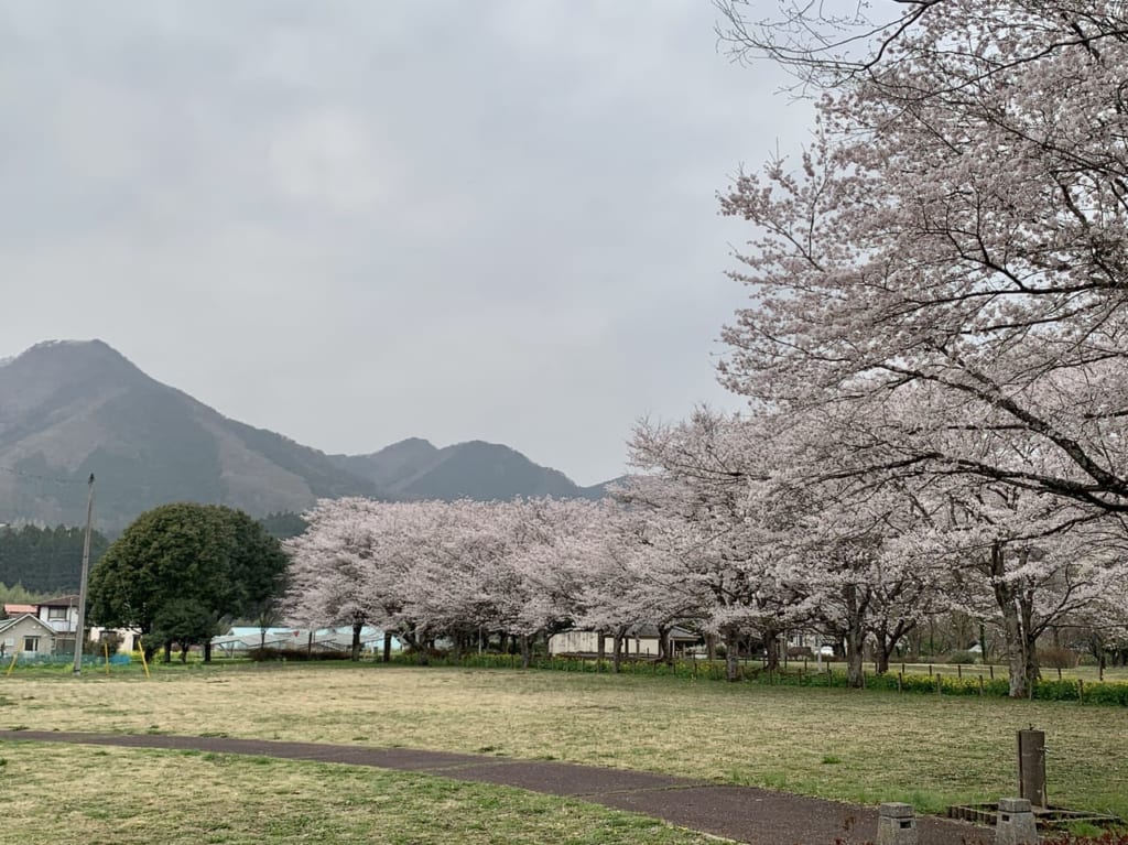 根古屋森林公園の桜