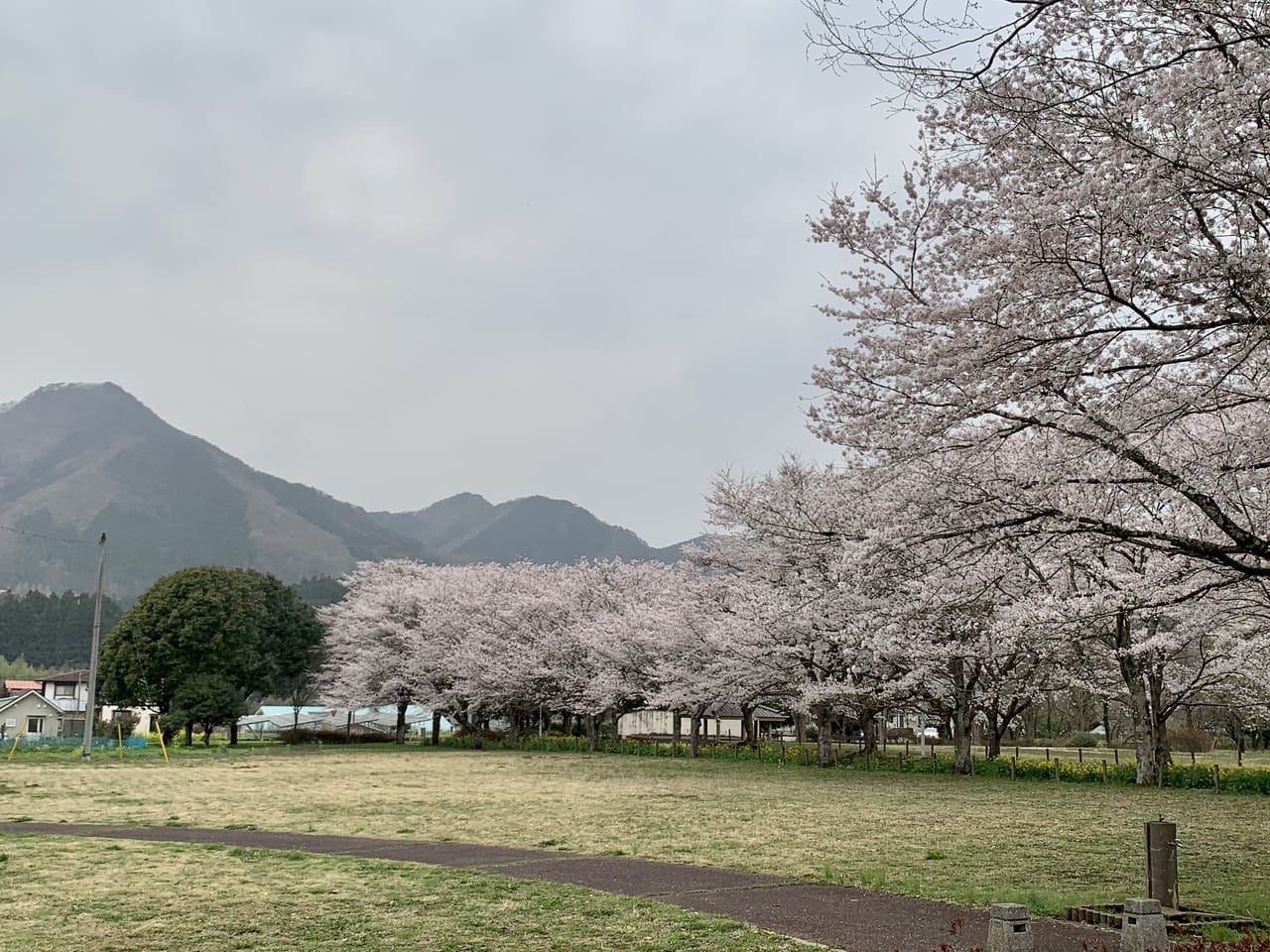 根古屋森林公園の桜