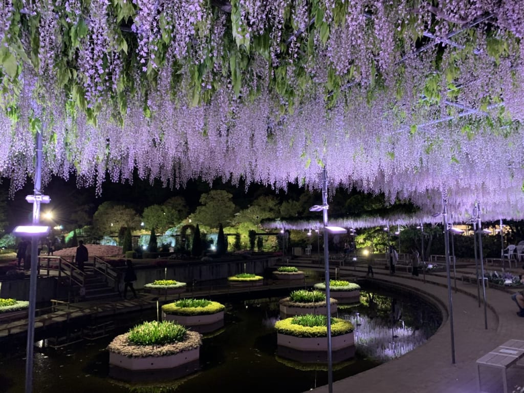 2021年ふじの花夜