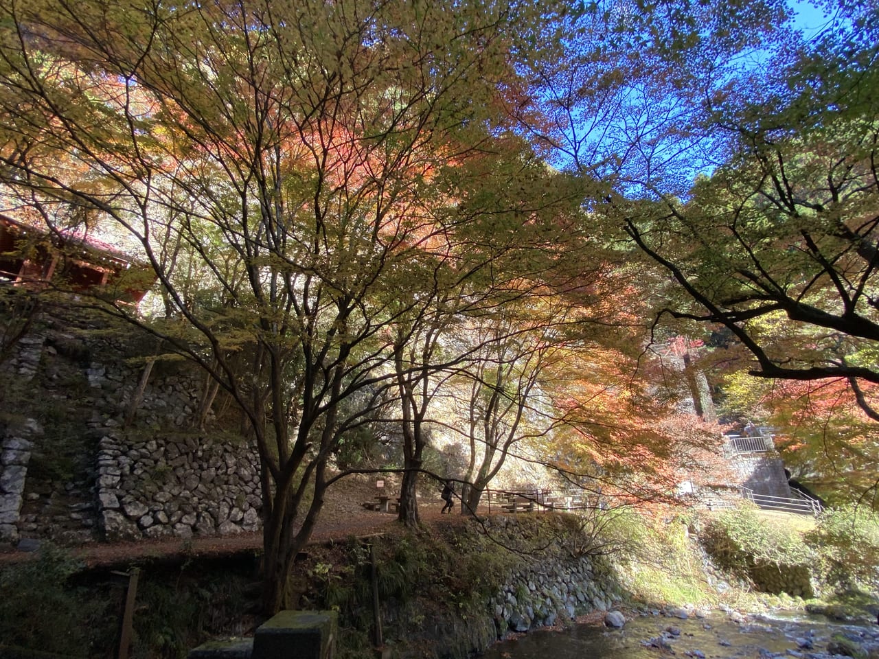 2022年11月14日佐野市の蓬莱山の紅葉