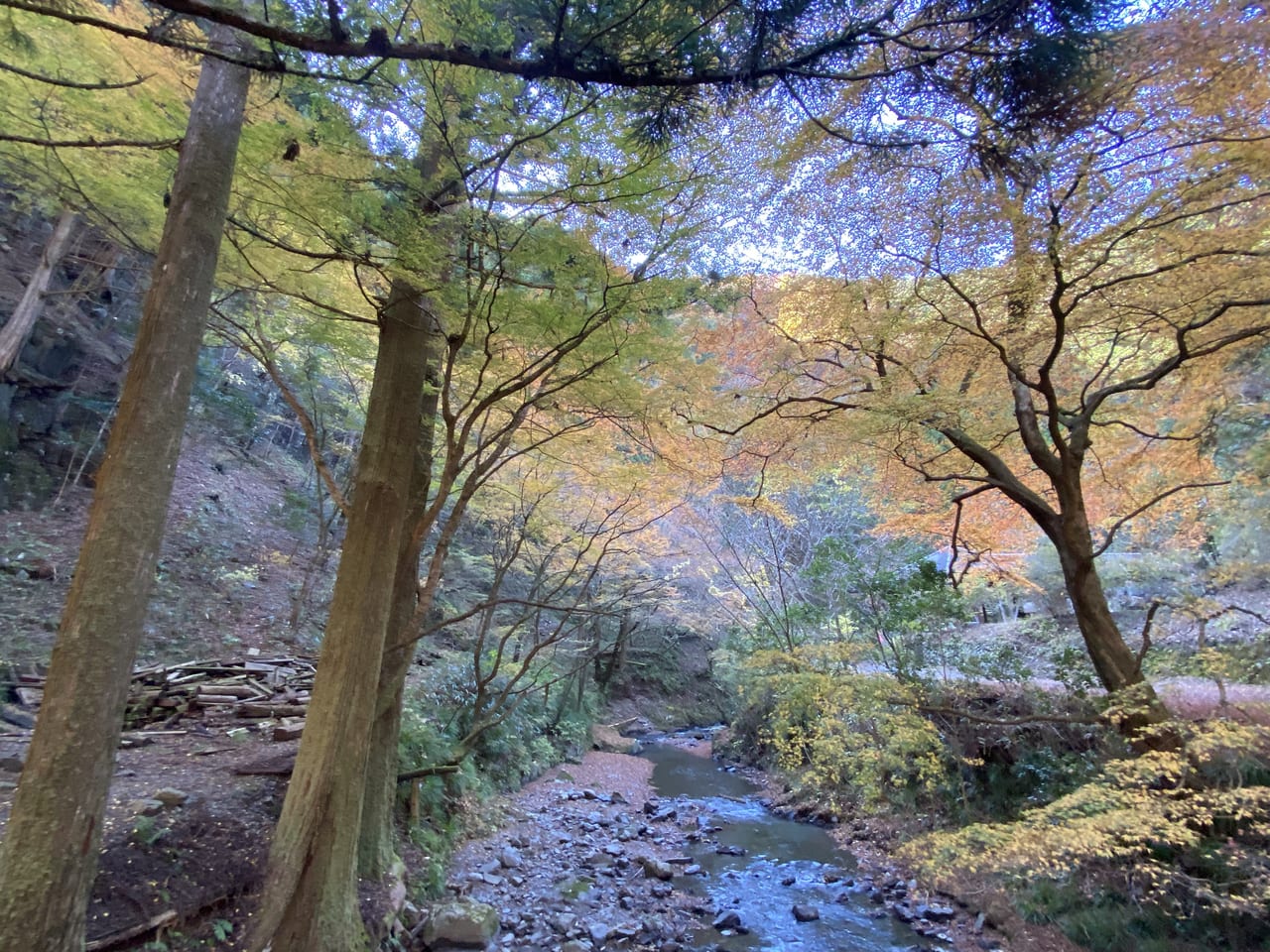 2022年11月13日佐野市の蓬莱山の紅葉