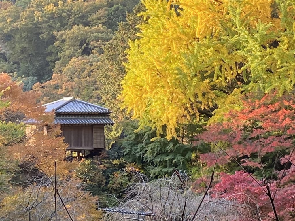 2022年11月20日足利市の浄因寺
