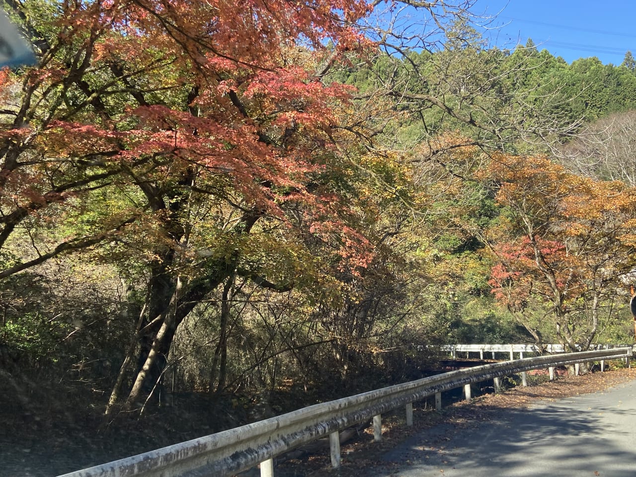 2022年11月13日佐野市の蓬莱山の紅葉