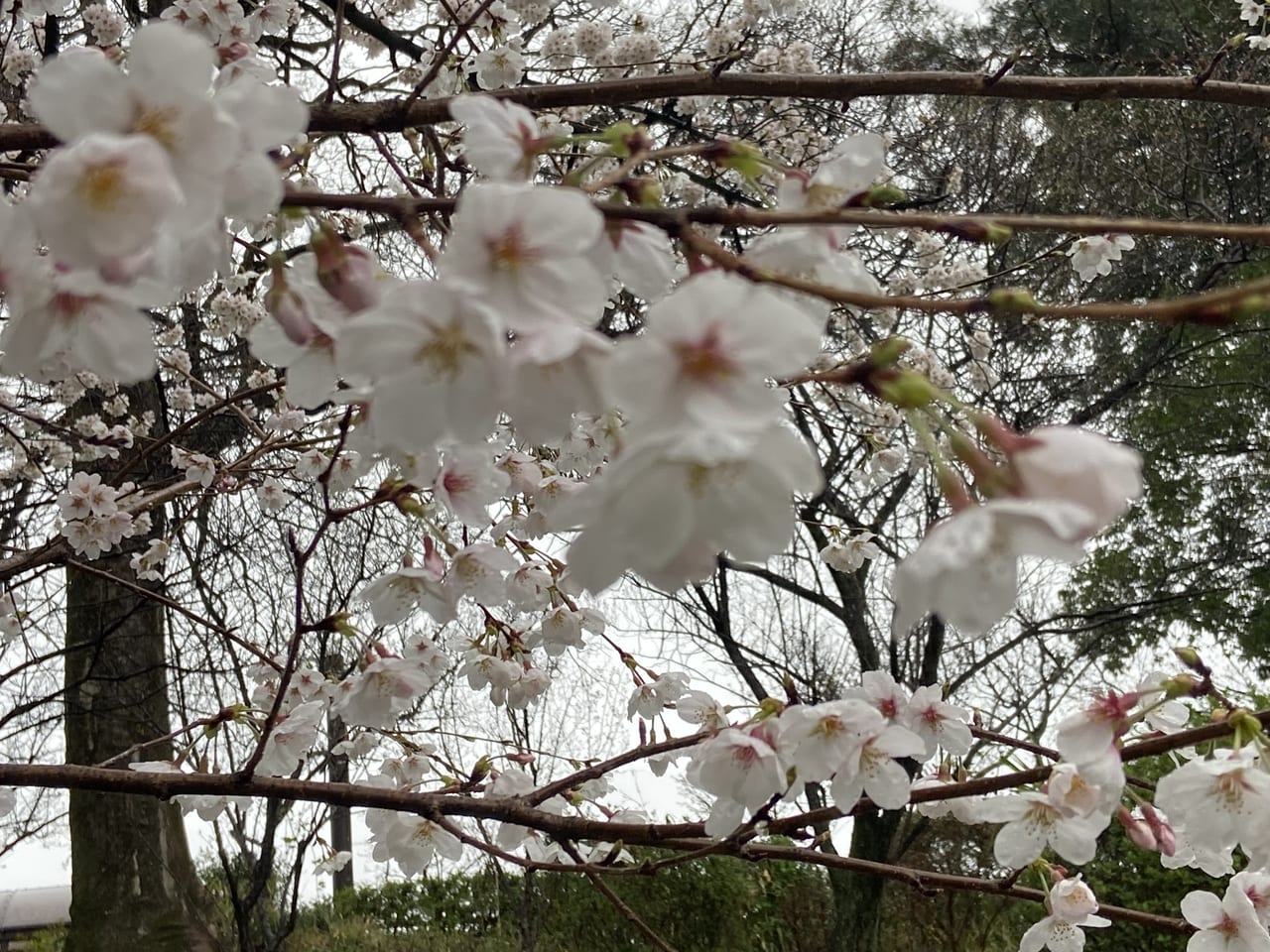 2023年3月23日佐野市の城山公園