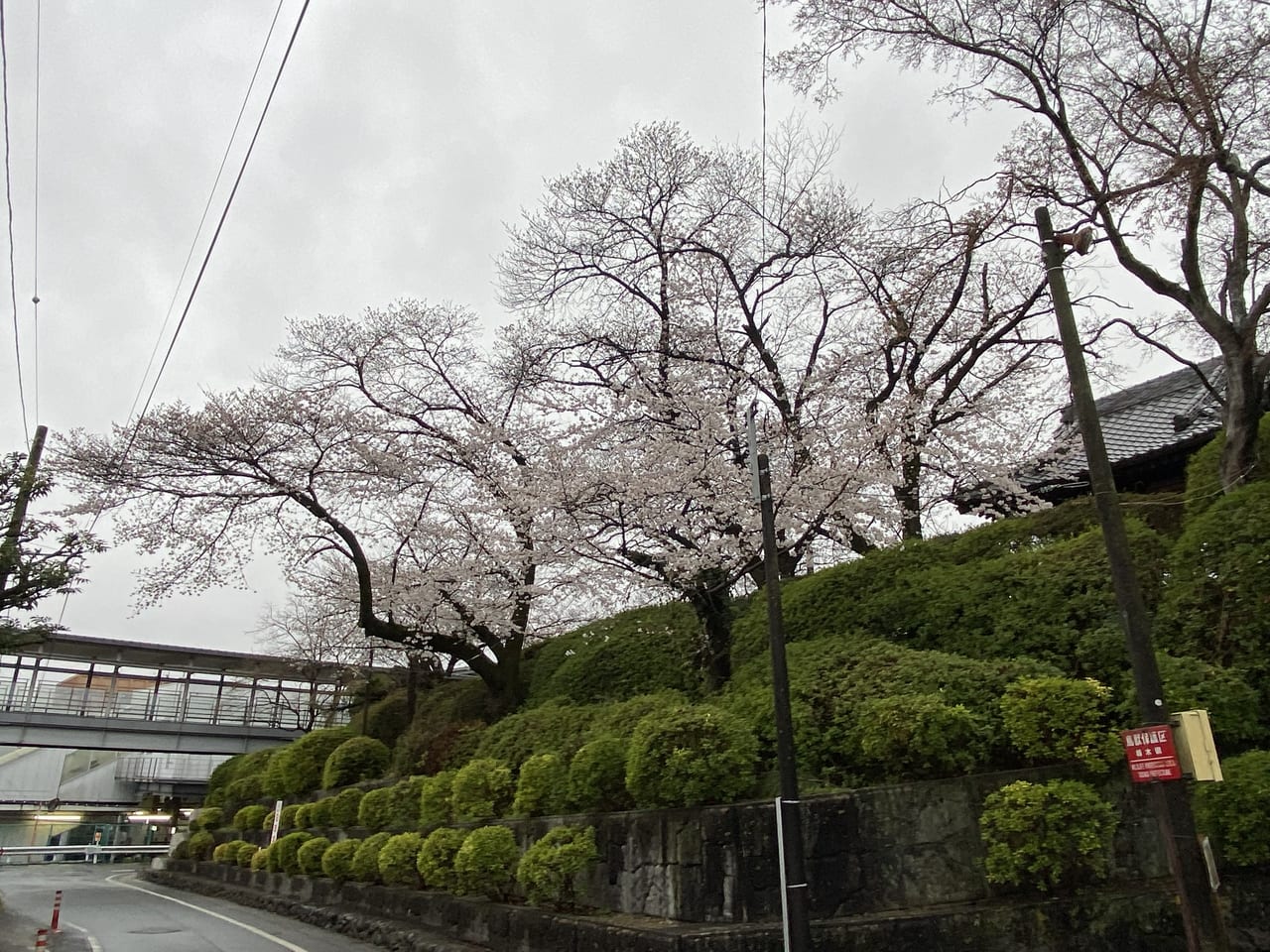 2023年3月23日佐野市の城山公園