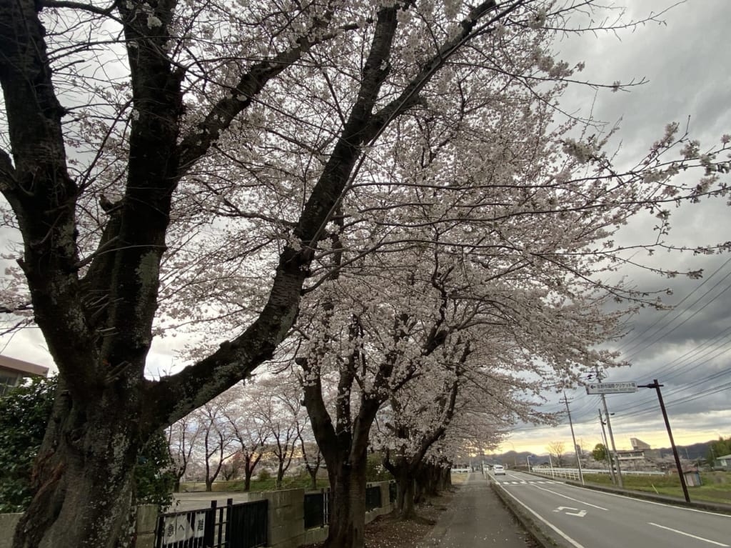 2023年3月26日佐野市のクリケット場