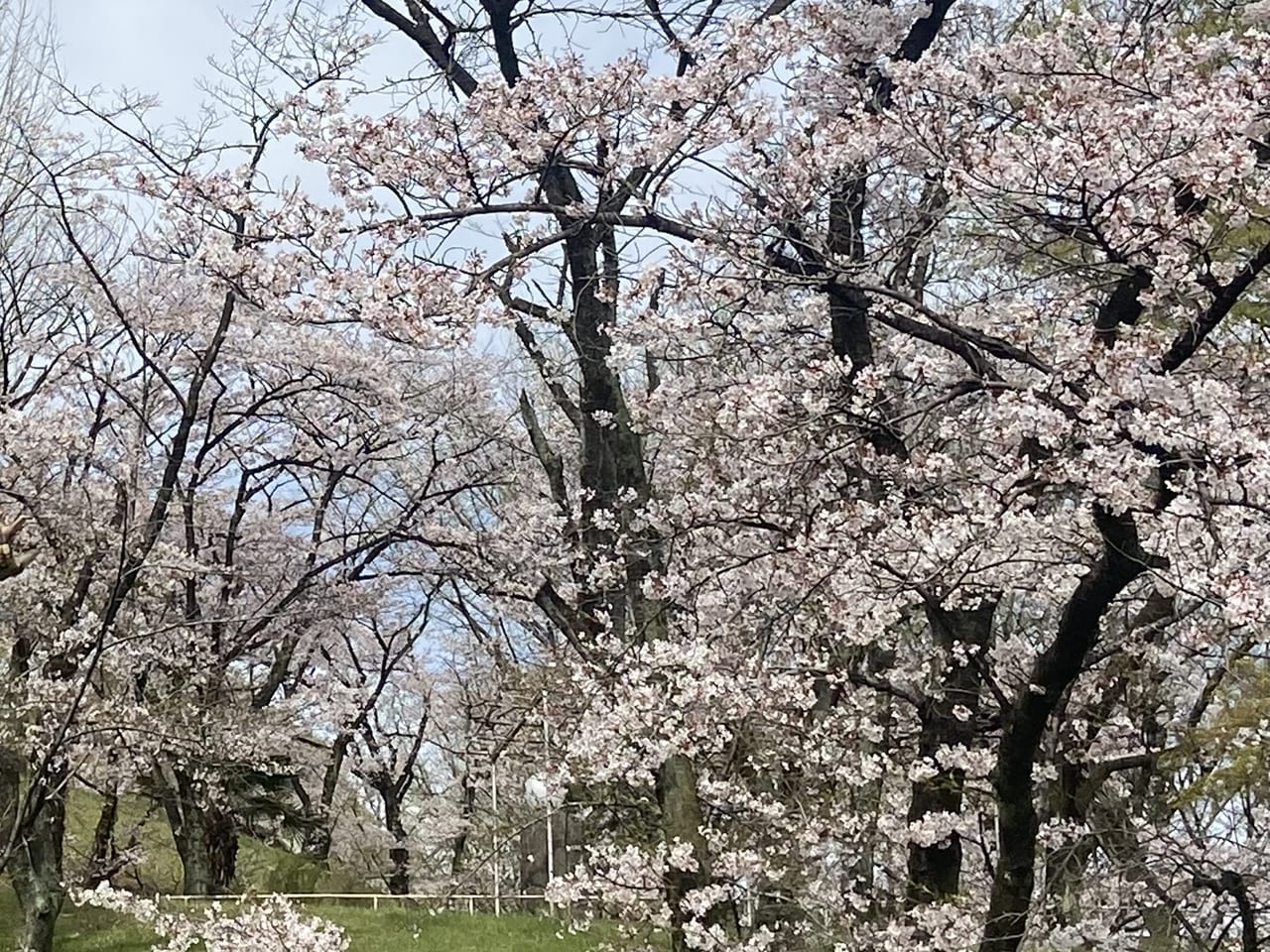 2023年3月31日佐野市の嘉多山公園