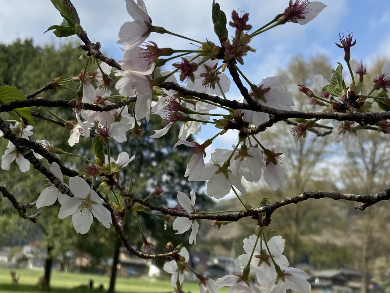 佐野市】桜の名所「根古屋森林公園」。2023年4月3日現在の桜並木