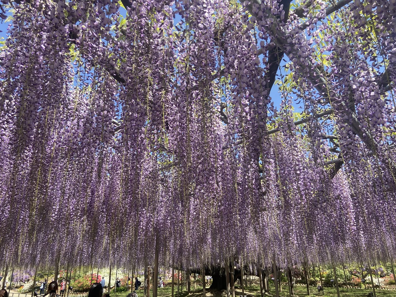 2023年4月18日足利市のフラワーパーク