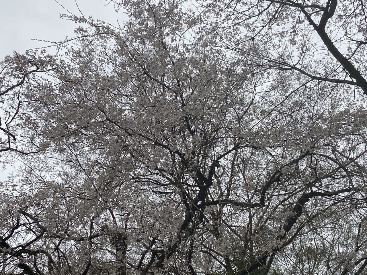 2023年4月2日佐野市の関場の枝垂れ桜