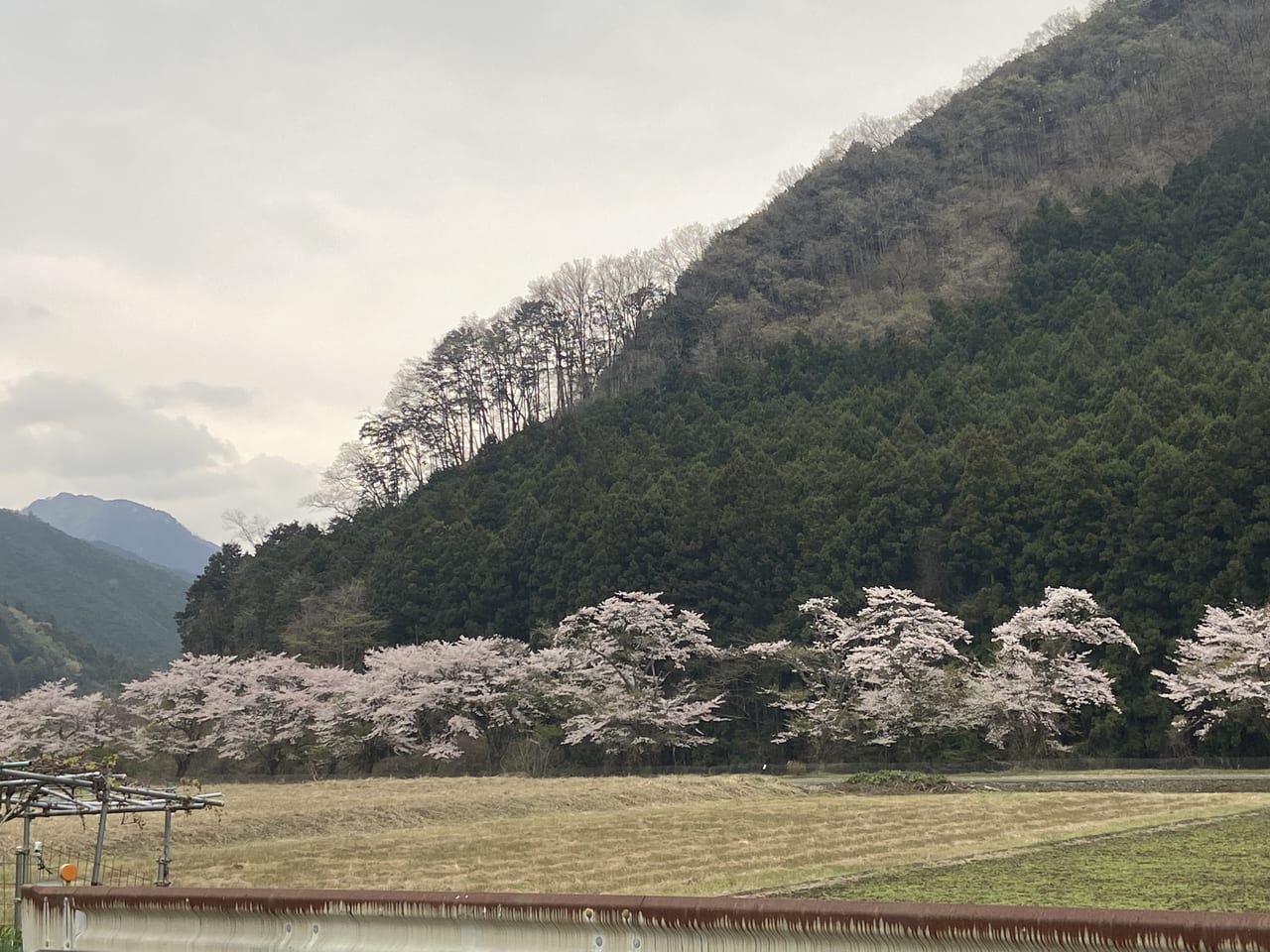 2023年4月2日佐野市の関場のしだれ桜