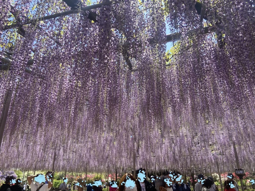 2023年4月18日足利市のフラワーパーク