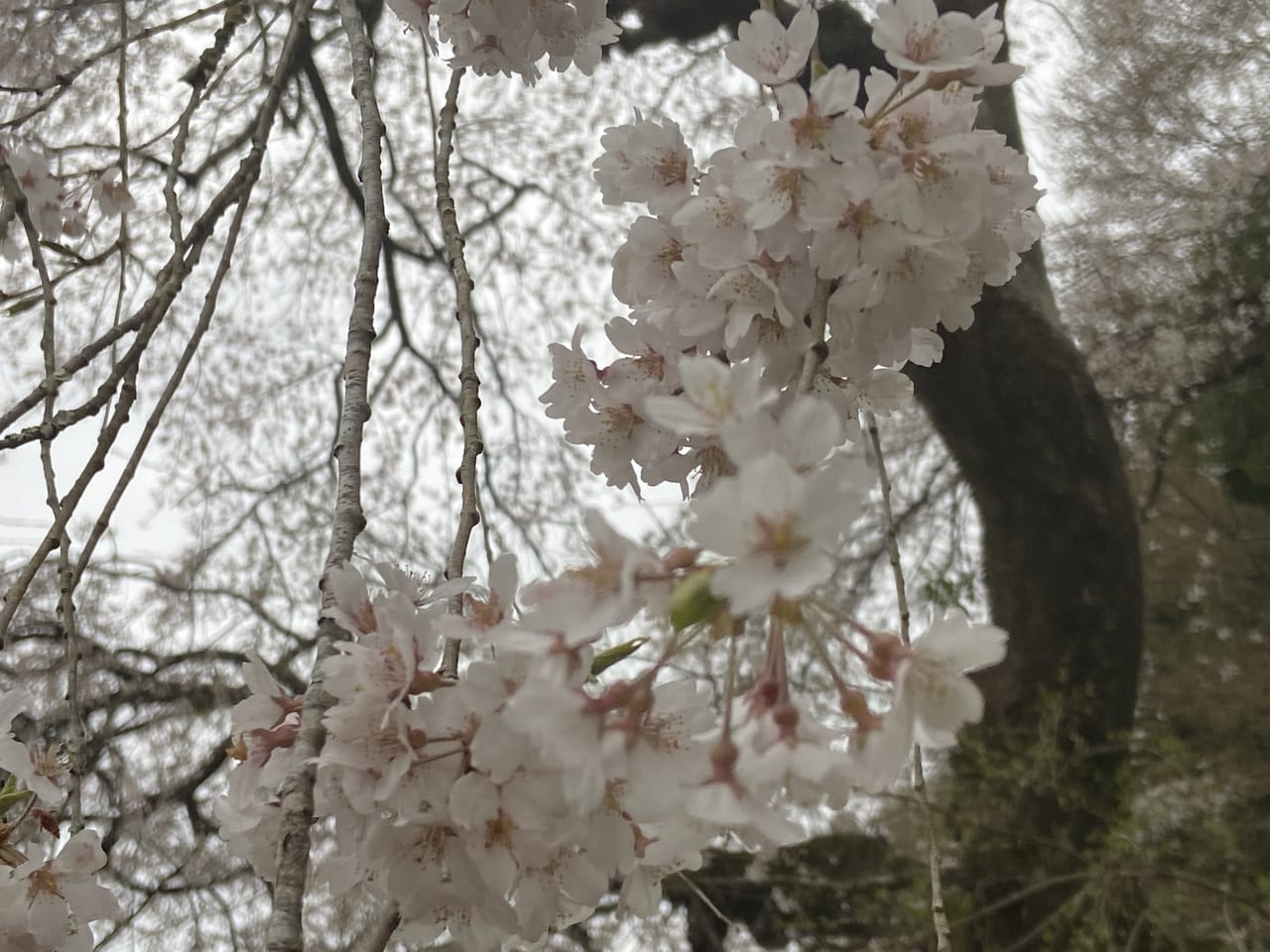 2023年4月2日佐野市の関場の枝垂れ桜