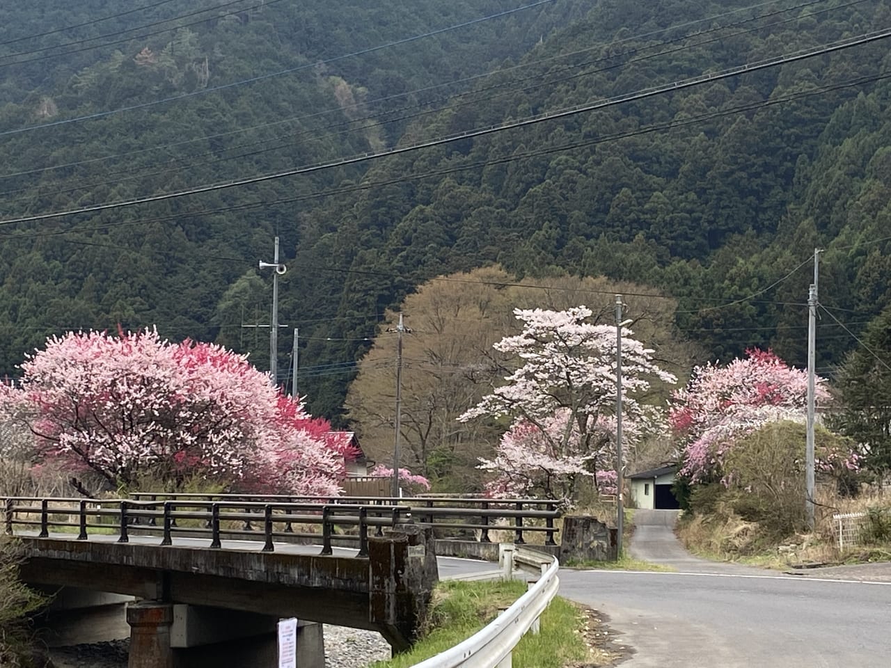 2023年4月2日佐野市の関場の枝垂れ桜