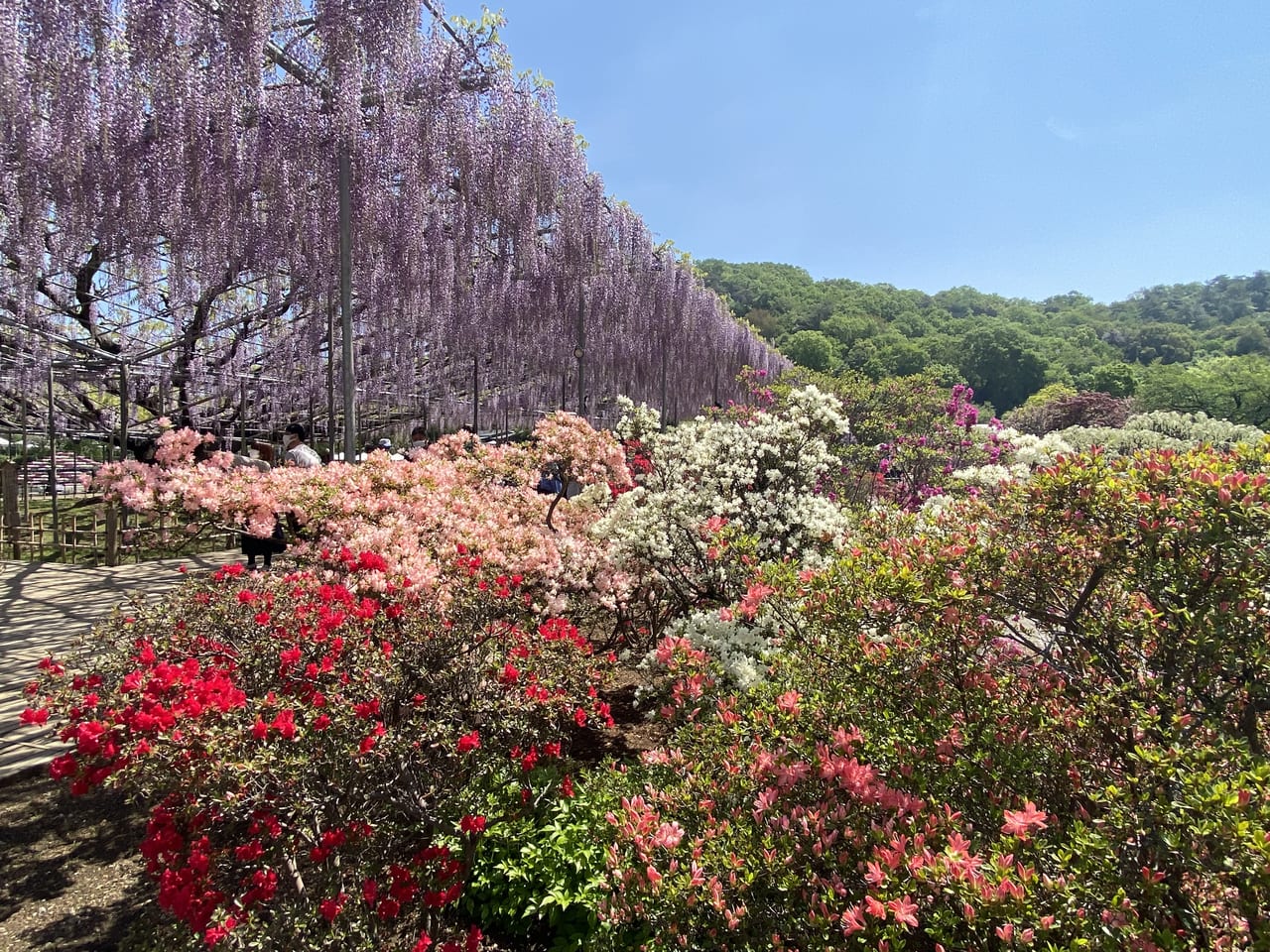 2023年4月18日足利市のフラワーパーク