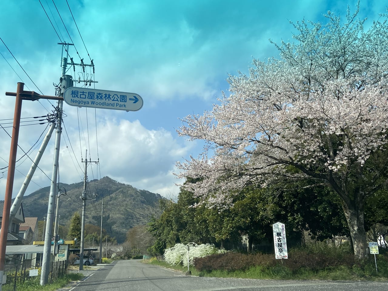 2023年4月3日佐野市の根古屋森林公園