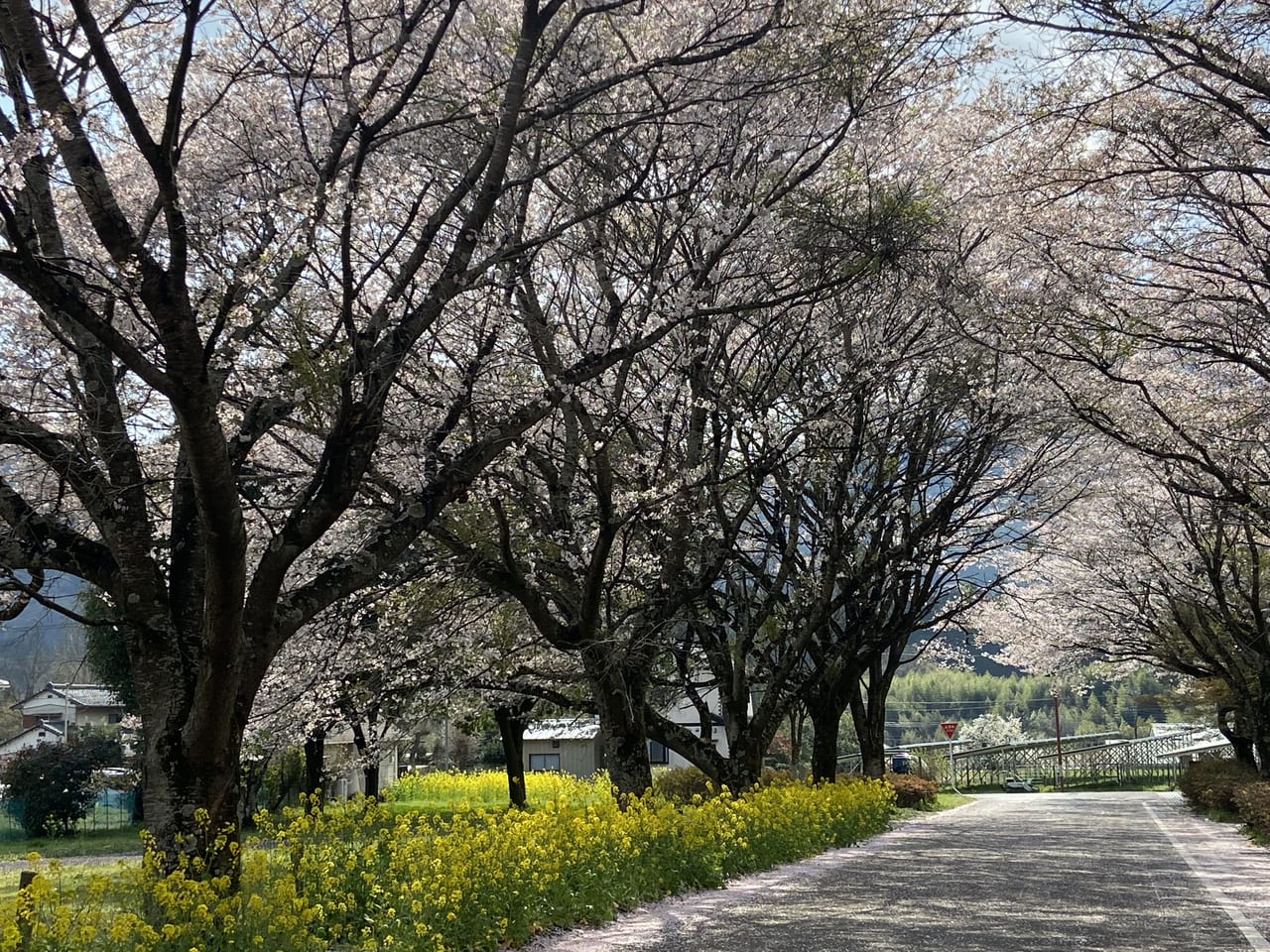 2023年4月3日佐野市の根古屋森林公園