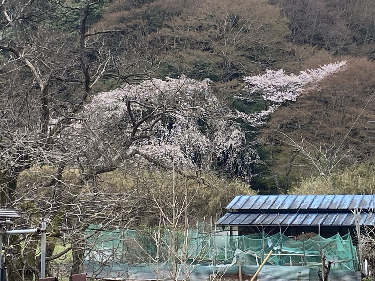 2023年4月2日佐野市の関場の枝垂れ桜