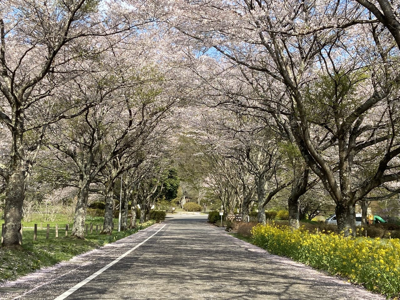 2023年4月3日佐野市の根古屋森林公園