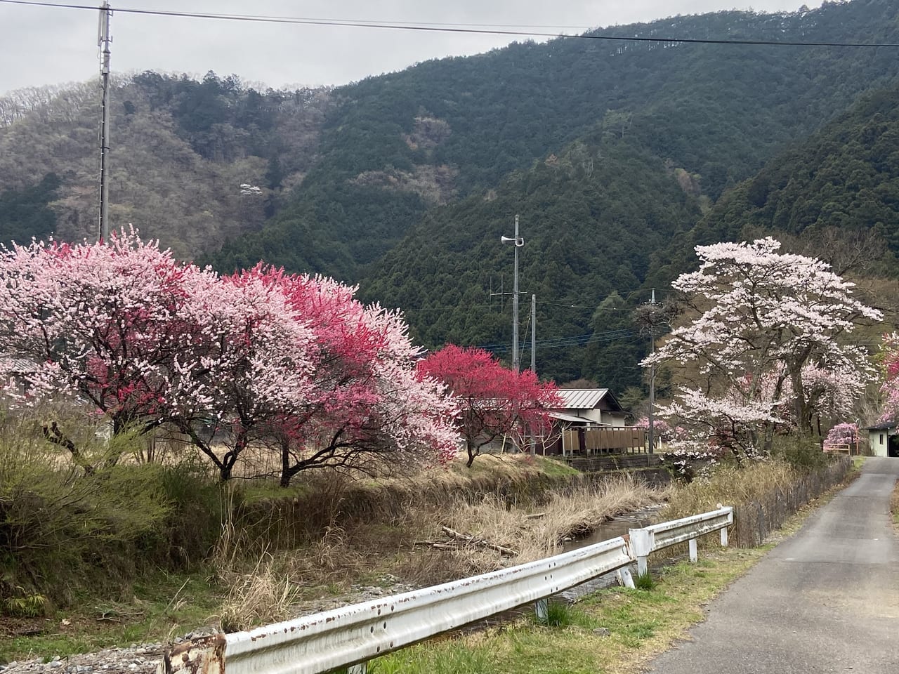 2023年4月2日佐野市の関場の枝垂れ桜