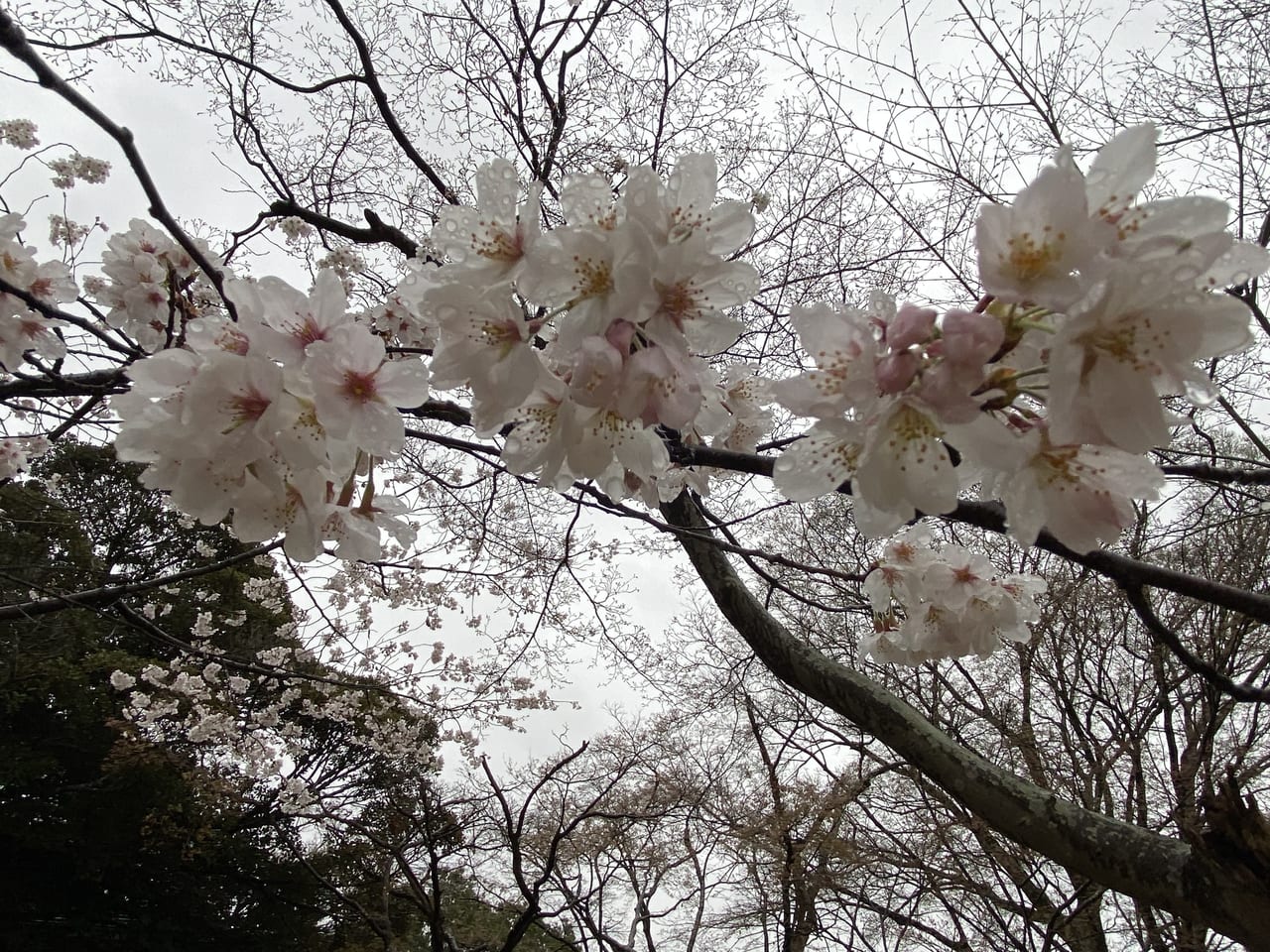 2023年7月15日佐野市の嘉多山公園