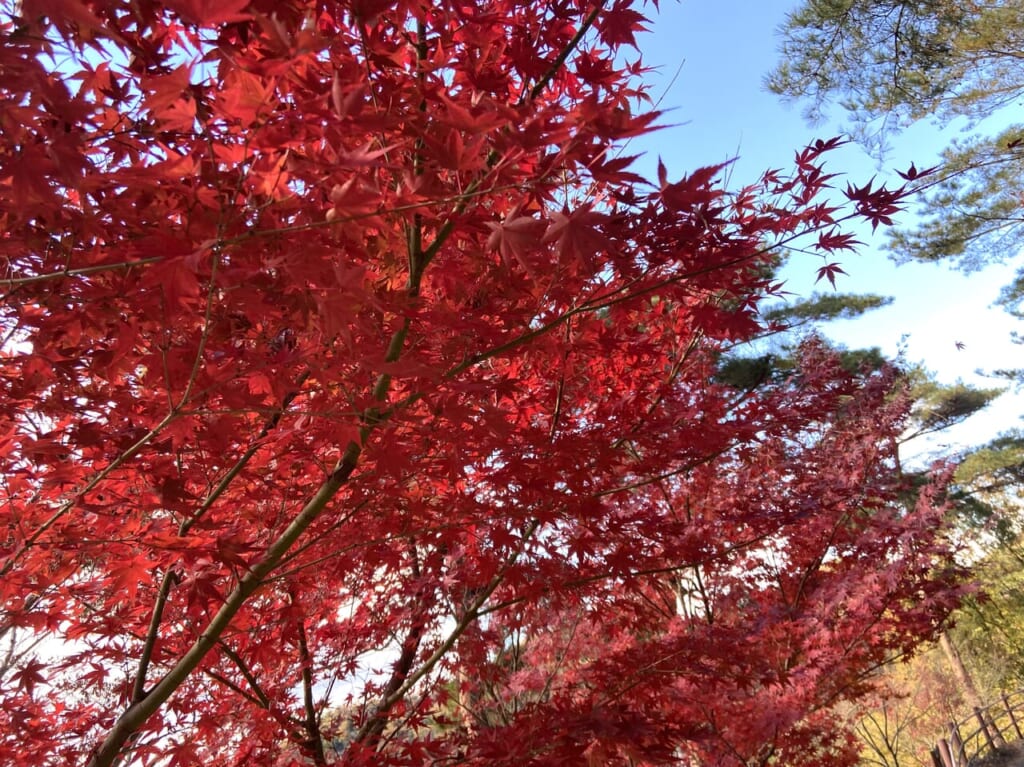 2023年12月1日足利市のもみじ谷