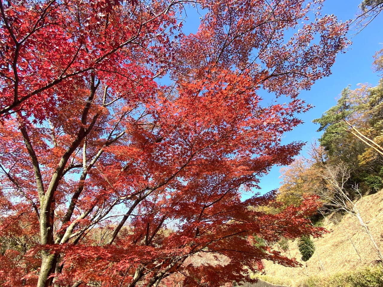 2023年12月1日足利市のもみじ谷