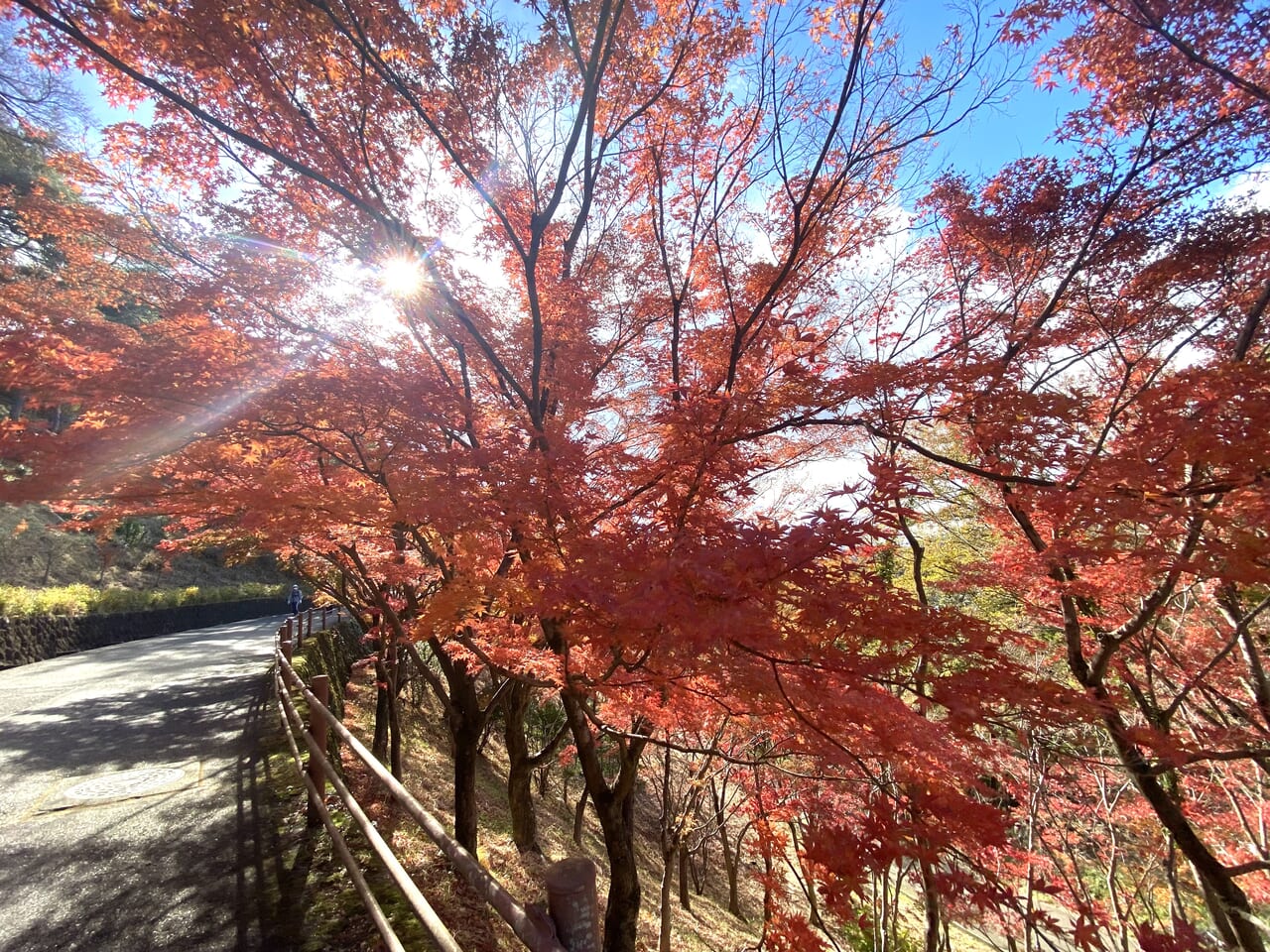 2023年12月1日足利市のもみじ谷