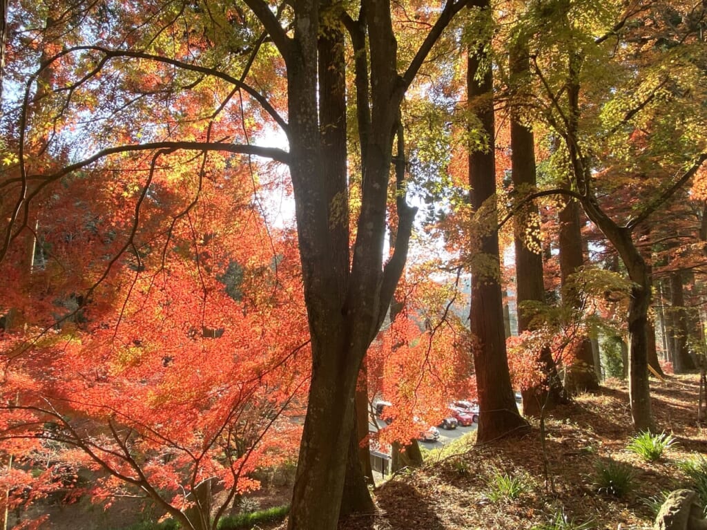 2023年12月2日佐野市の金蔵院