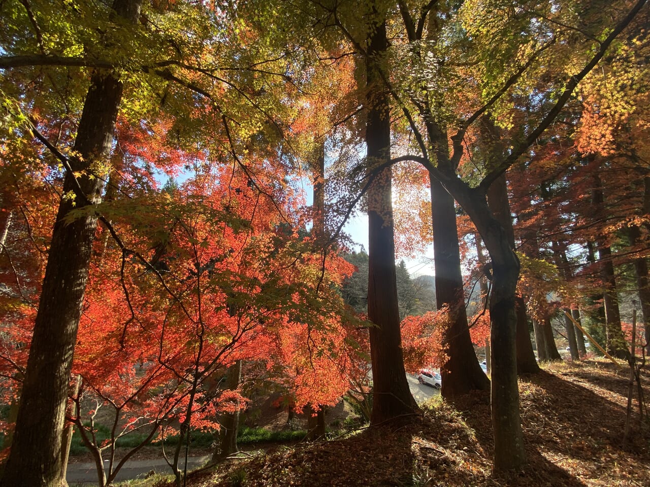 2023年12月2日佐野市の金蔵院