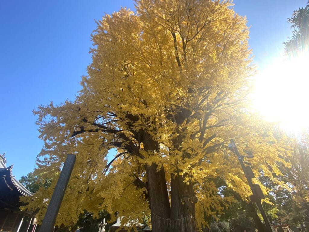 2023年12月6日足利市の鑁阿寺