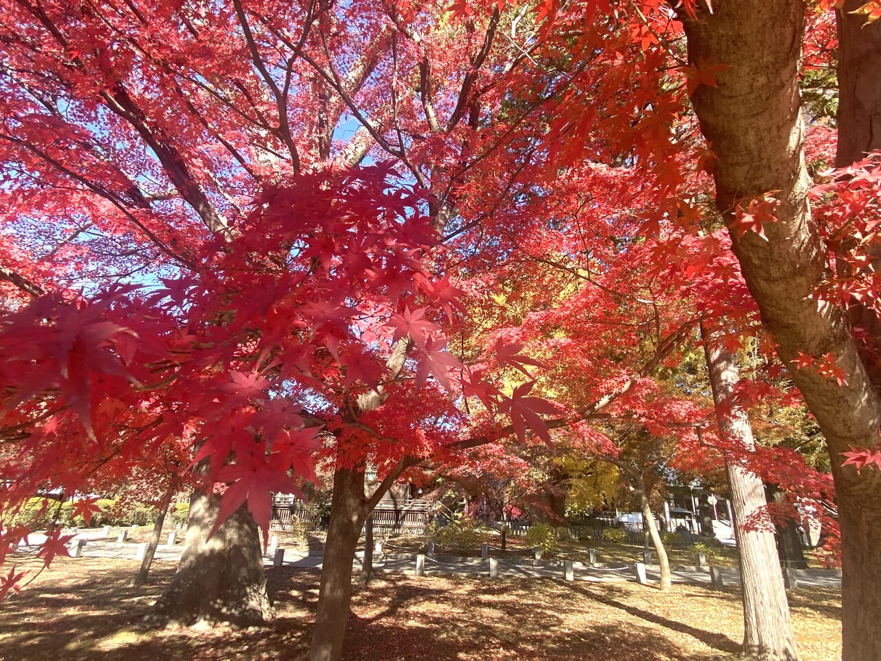 2023年12月6日足利市の鑁阿寺