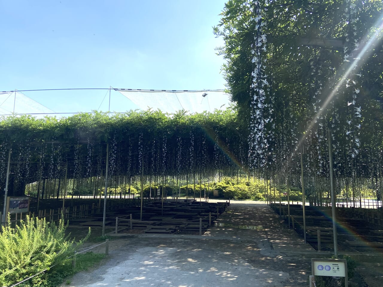 2024年7月7日足利市のフラワーパーク