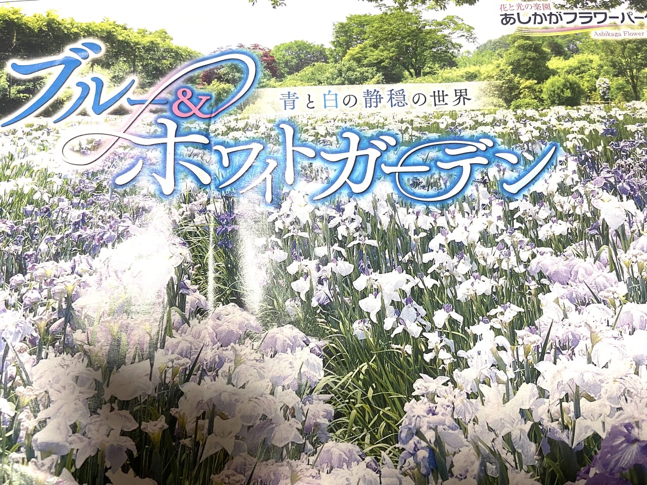 2024年7月7日足利市のフラワーパーク