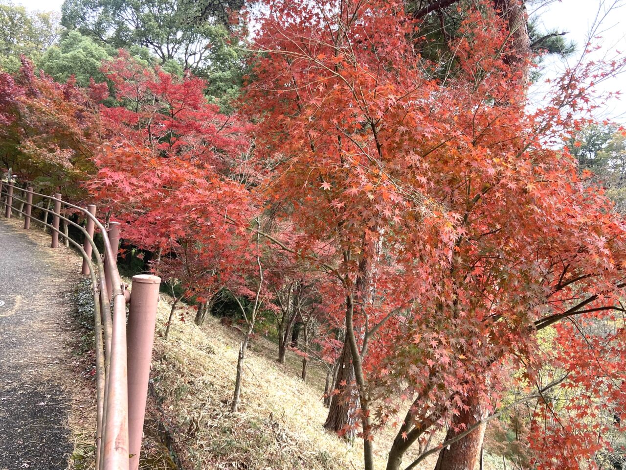 2024年11月26日足利市のもみじ谷