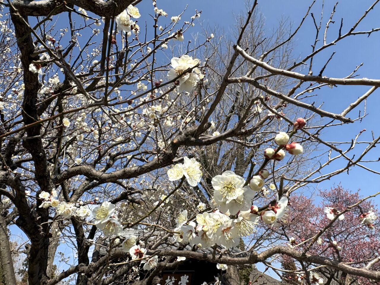 2025年2月28日足利市の足利学校