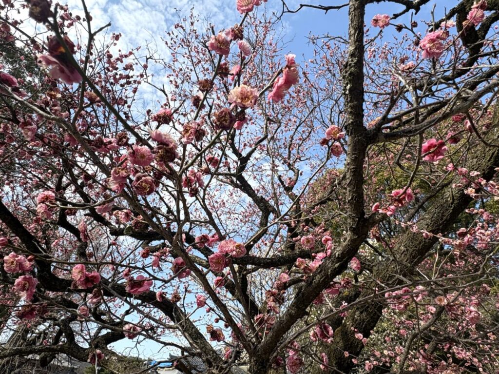 2025年3月3日足利市の鑁阿寺