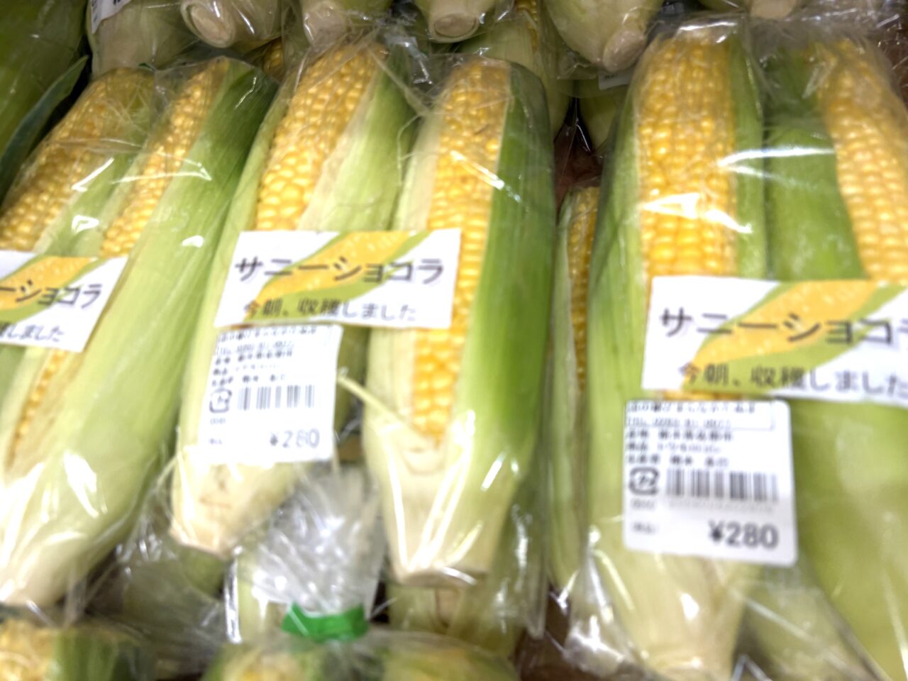 2025年7月15日佐野市のどまんなかたぬま