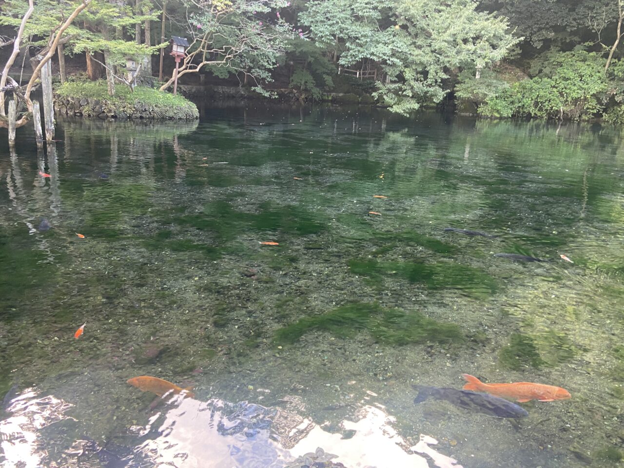 2025年10月31日佐野市の出流原弁天池