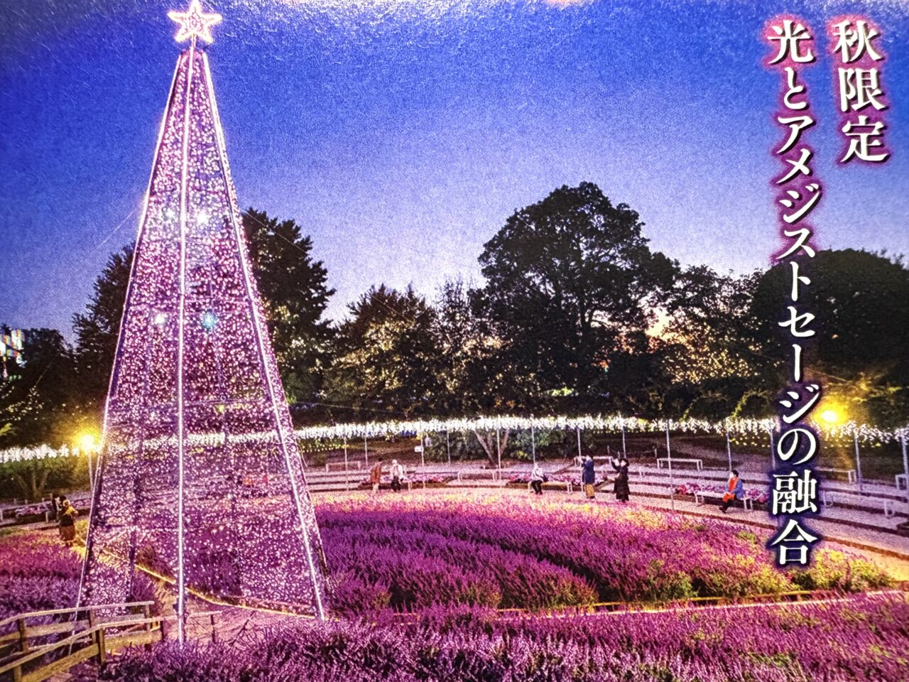 2025年10月29日足利市のフラワーパーク