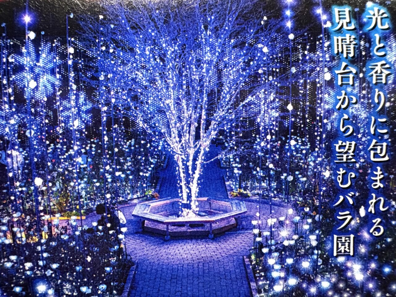 2025年10月29日足利市のフラワーパーク