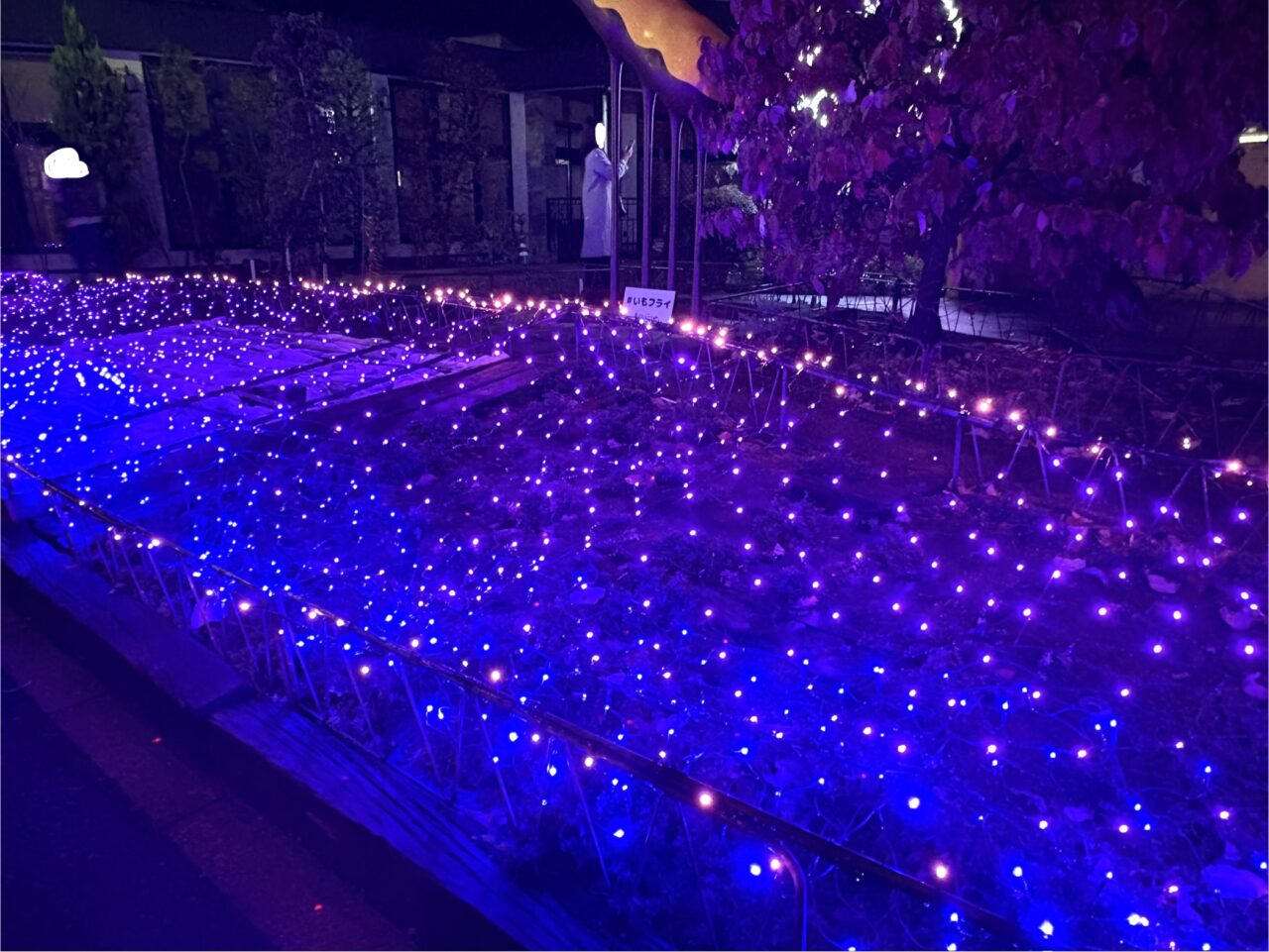 2025年11月12日佐野市のイルミ