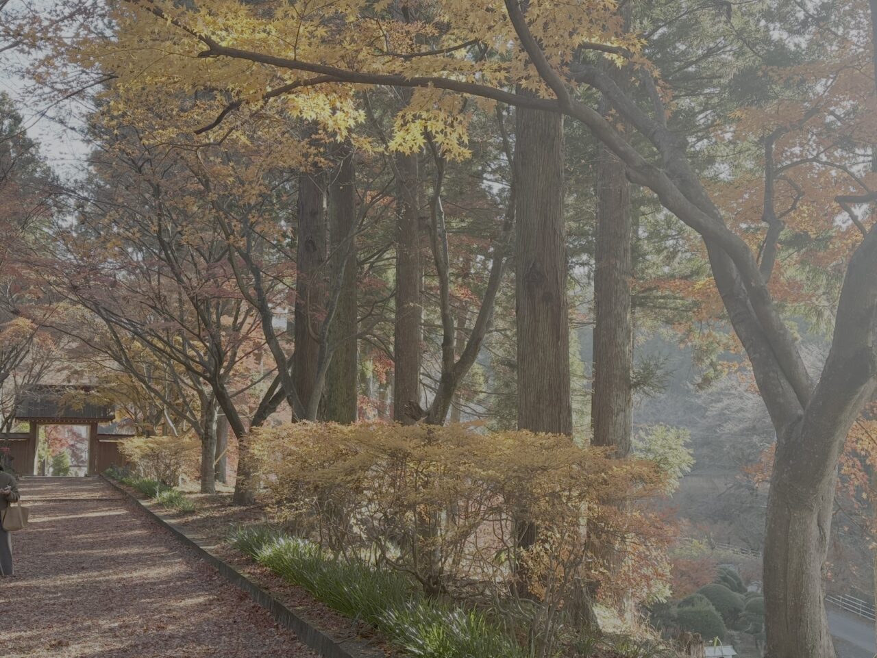 2025年11月30日佐野市の金蔵院