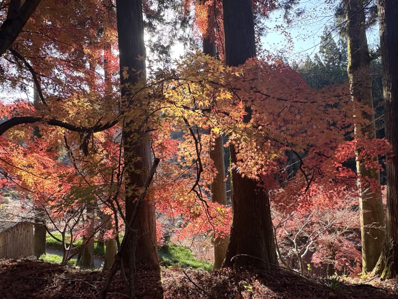 2025年11月30日佐野市の金蔵院