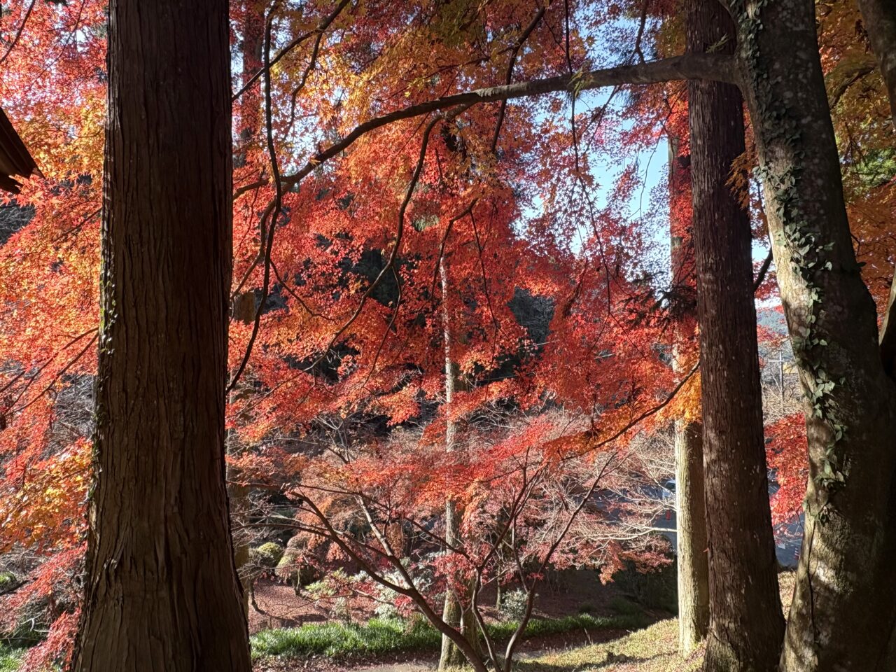 2025年11月30日佐野市の金蔵院