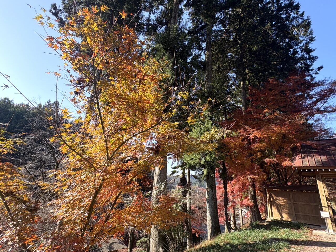 2025年11月30日佐野市の金蔵院