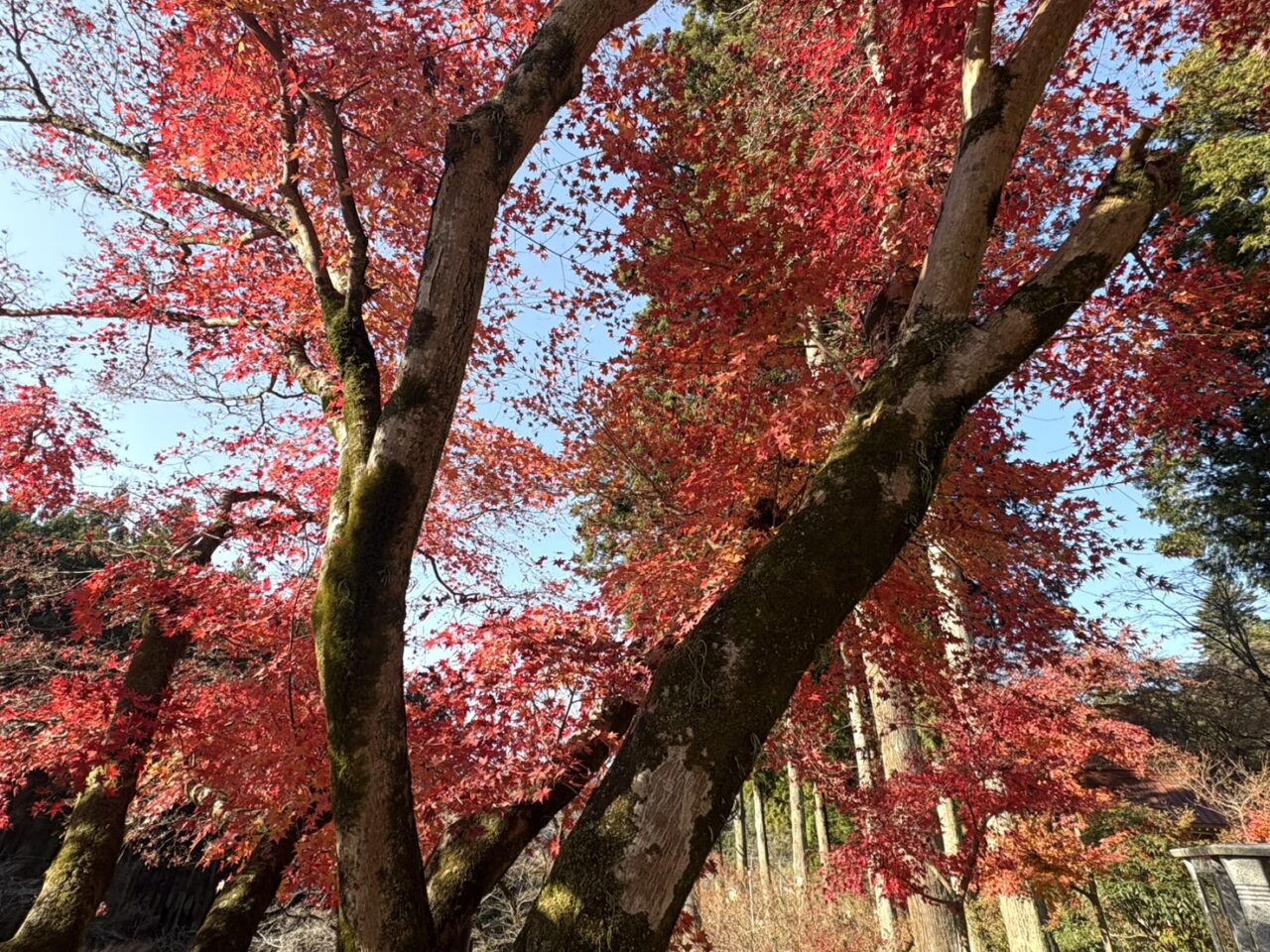 2025年11月30日佐野市の金蔵院