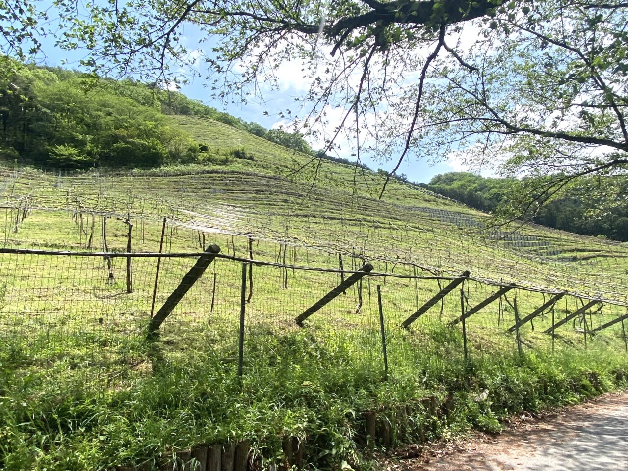 2025年11月5日足利市のココファーム